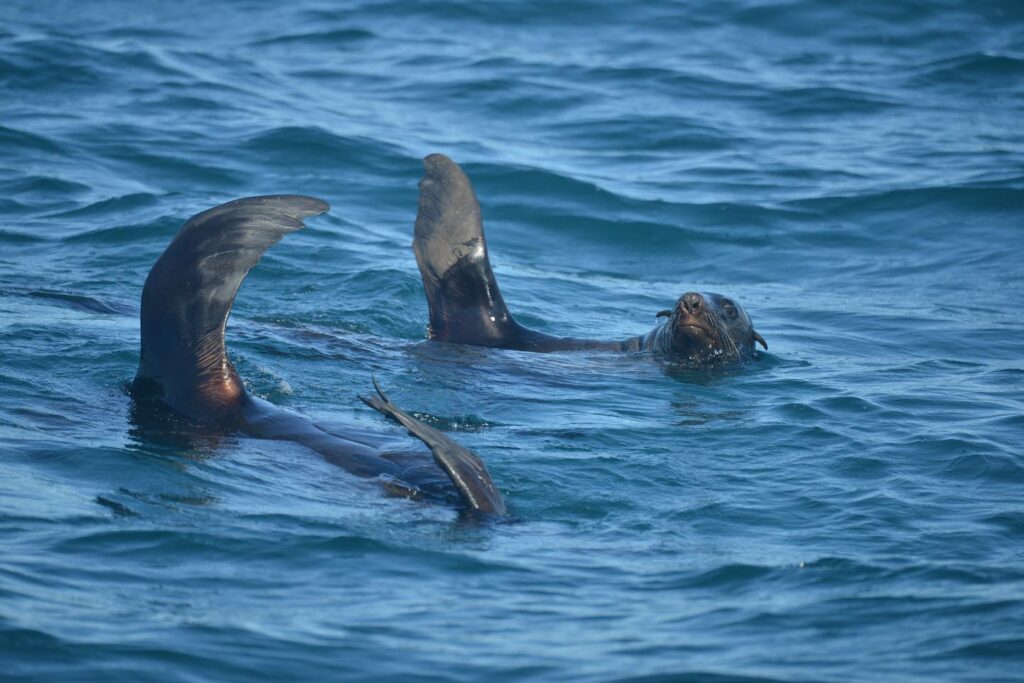Shellharbour_Wild-Eco_Scenic_Cruise-Wildlife-Seals_Swimming