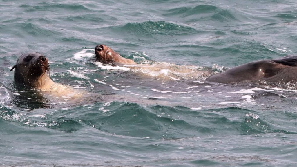 Shellharbour_Wild-Eco_Scenic_Cruise-Wildlife-Seals_Swimming-Back