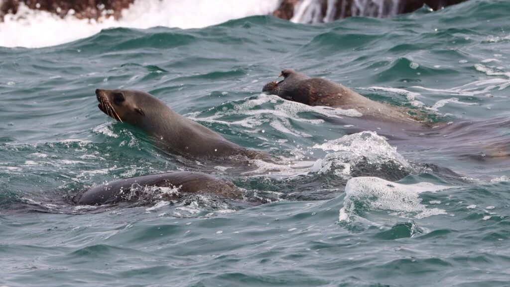 Shellharbour_Wild-Eco_Scenic_Cruise-Wildlife-Swimming_Seals