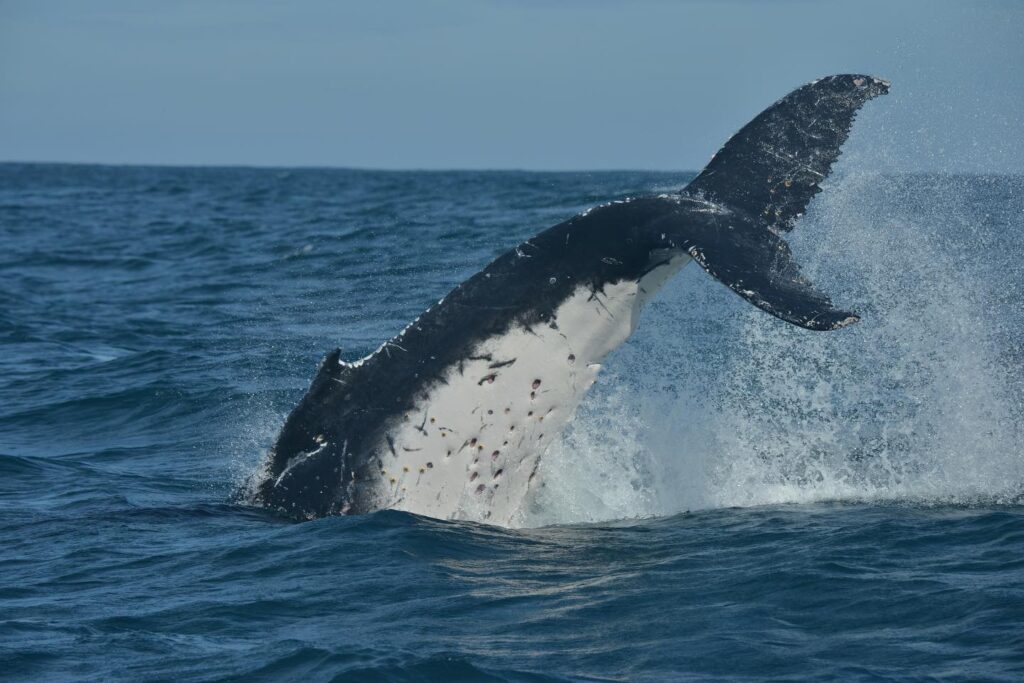 Shellharbour_Wild-Whale_Cruise-1