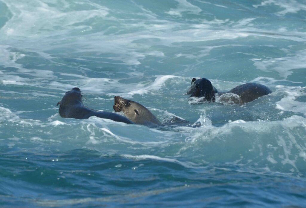 Shellharbour_Wild-Eco_Scenic_Cruise-Seals_Swimming